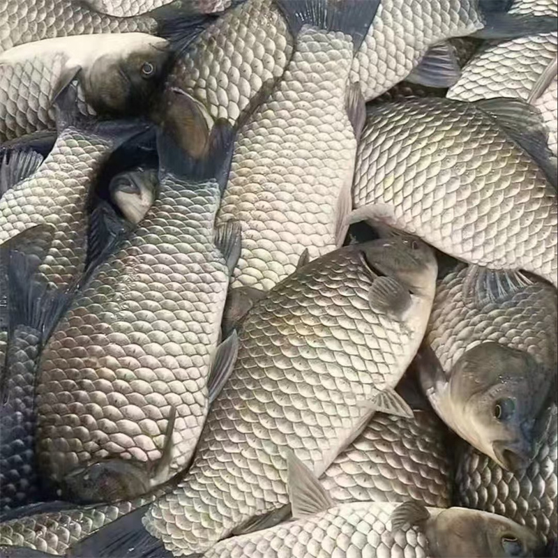 上海鱼苗批发：都市渔业的新枢纽