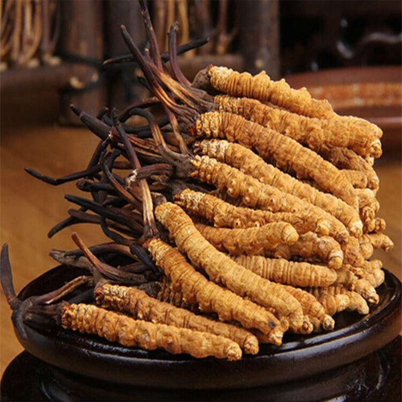 金堂冬虫夏草简易鉴别真伪方法