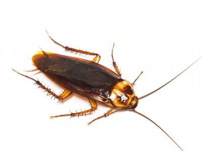 贵阳灭蟑螂怎么收费