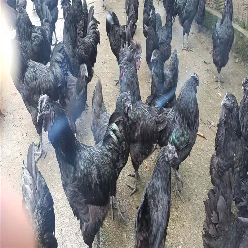 旧院黑鸡中大鸡饲养管理流程是什么