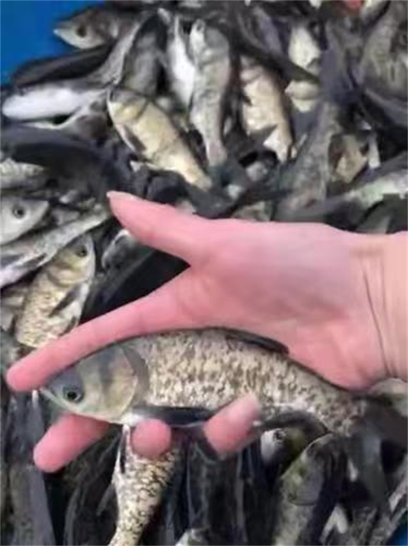 上海鱼苗养殖的管理措施是什么