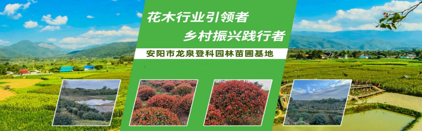 安阳龙泉登科园林苗圃基地