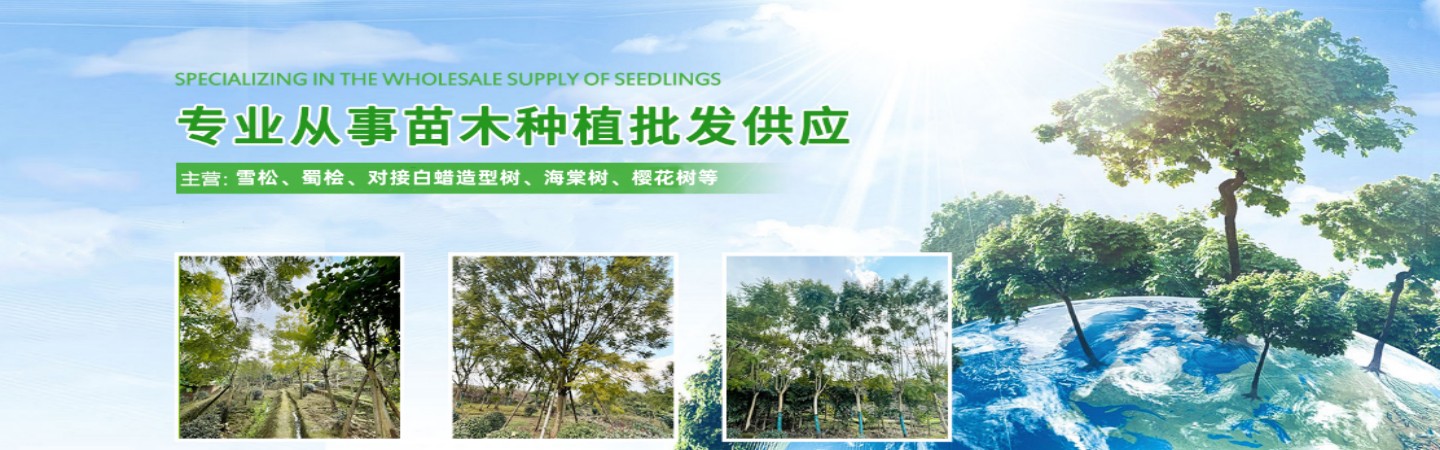 安阳龙泉登科园林苗圃基地