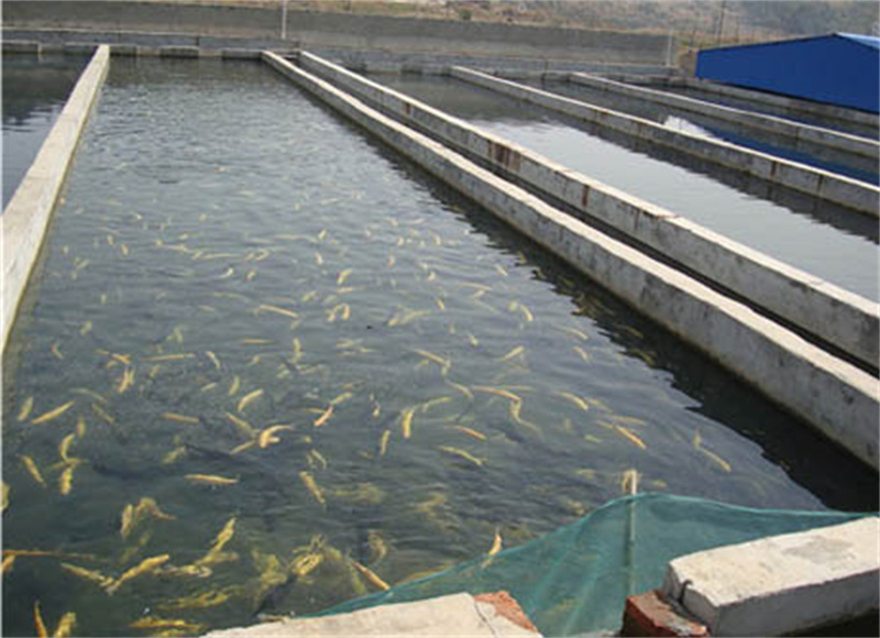 湖北鱼苗培育方法