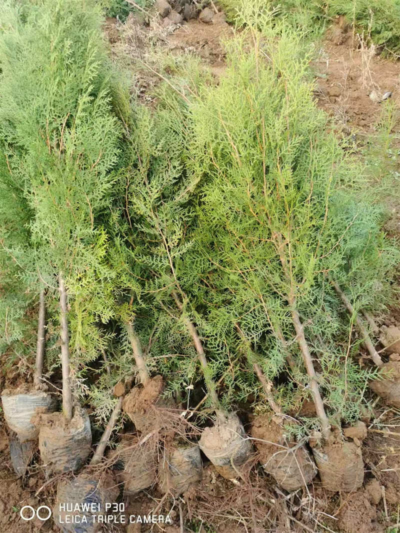 西安侧柏养护方法有哪些