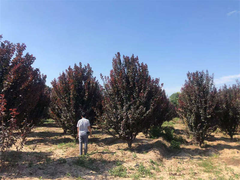 西安苗木基地的用途有哪些