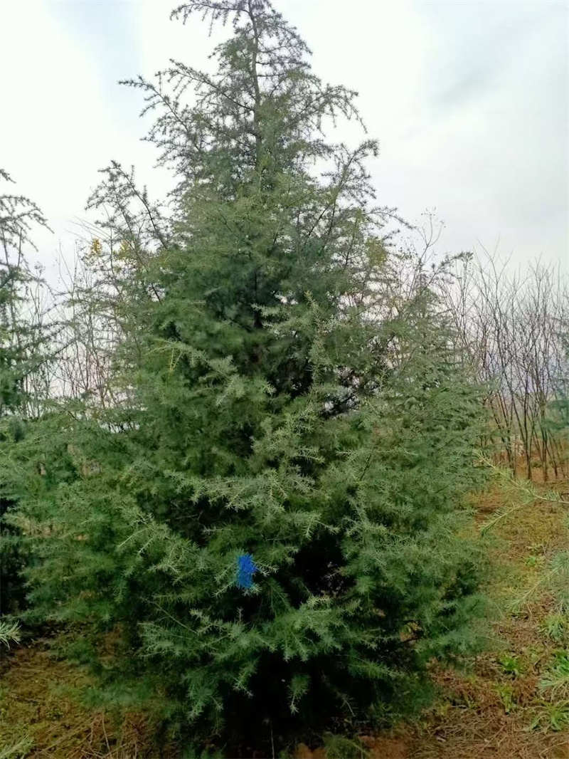 选购西安绿化苗木的注意事项