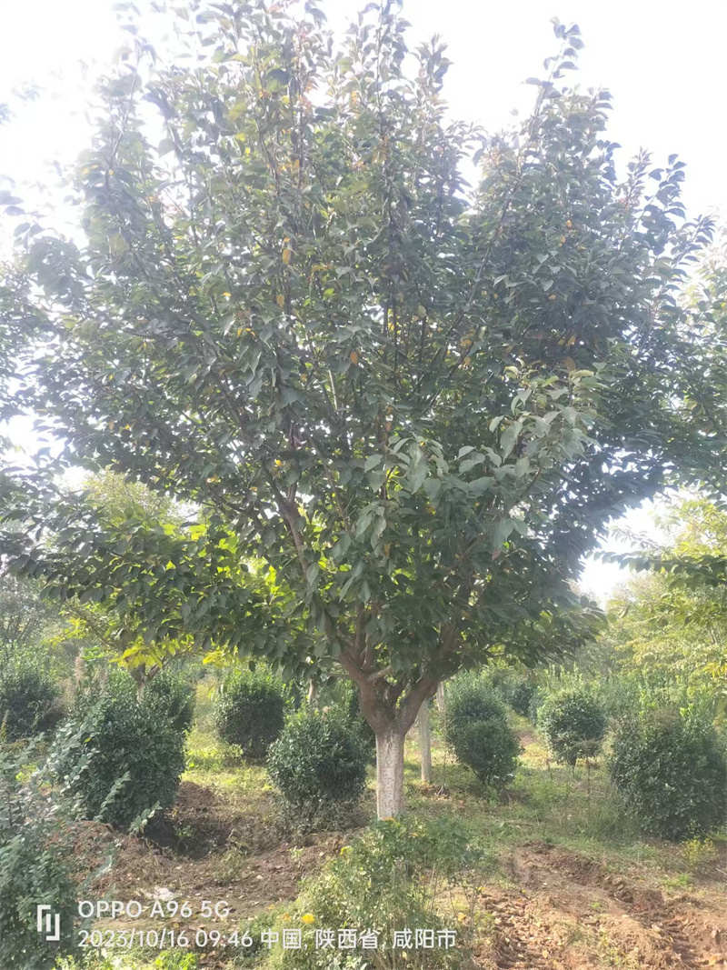 西安侧柏种植需要考虑哪些方面