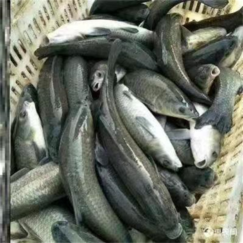 上海淡水鱼苗培育管理