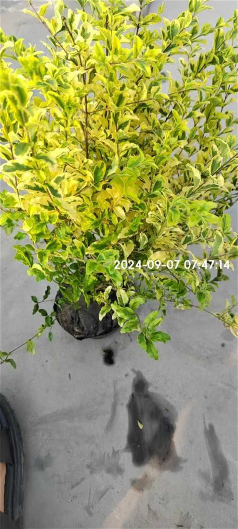 成都绿化苗木品种有哪些适合种植