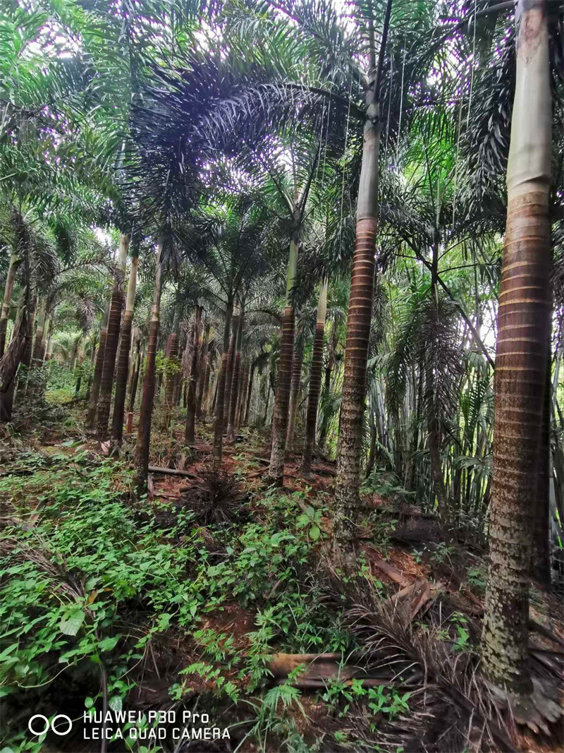海口春秋绿化苗木移植需要注意哪些