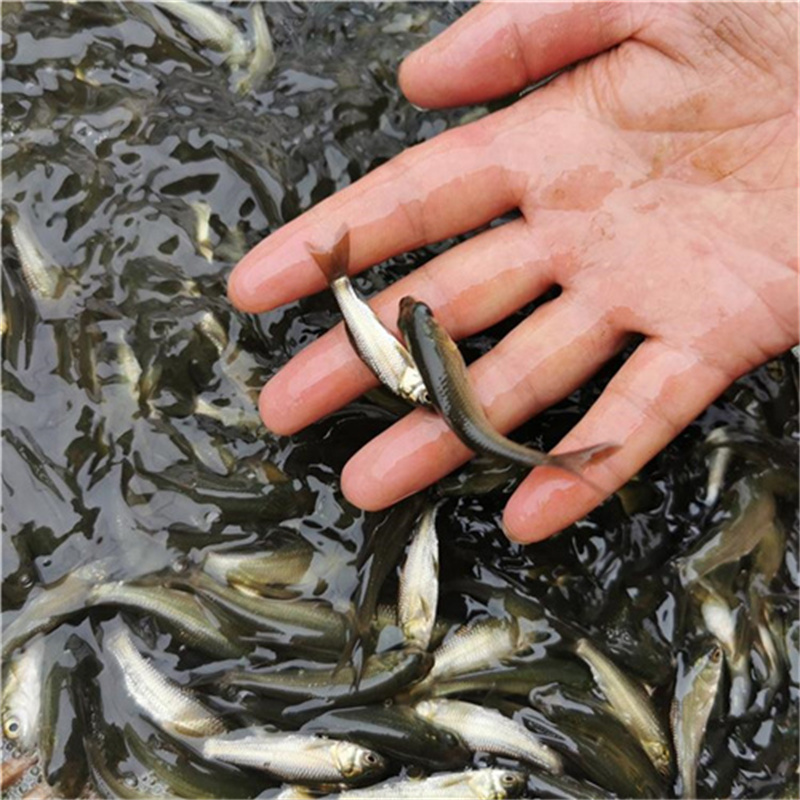 湖北鲫鱼鱼苗养殖方法介绍