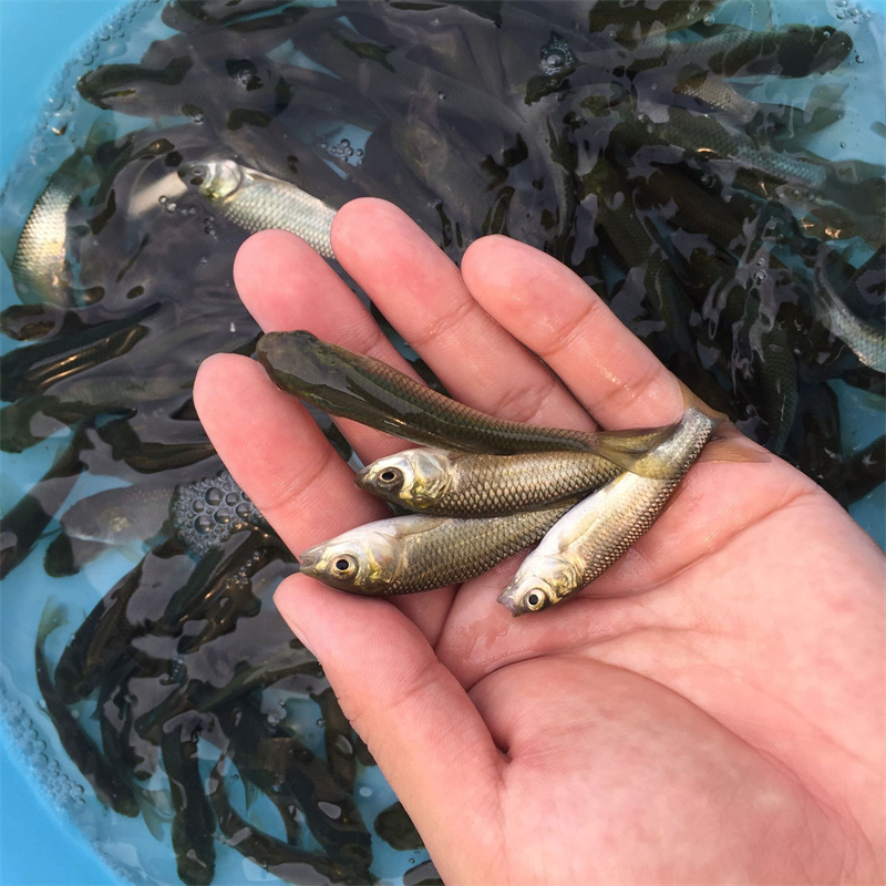 湖北鱼苗养殖的管理措施是什么