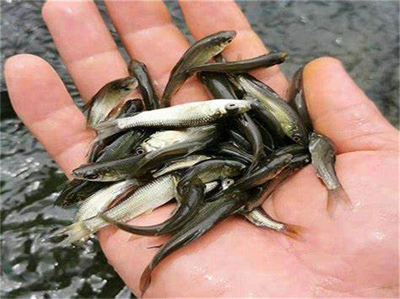 湖北白鲢鱼养殖的技术有哪些