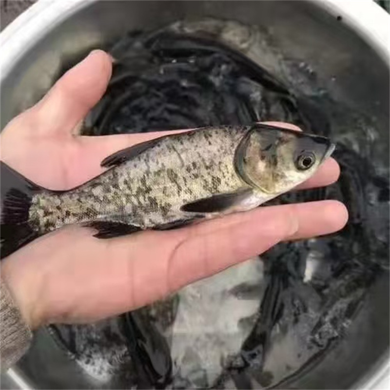 辨别湖北鱼苗养殖场底质的方法