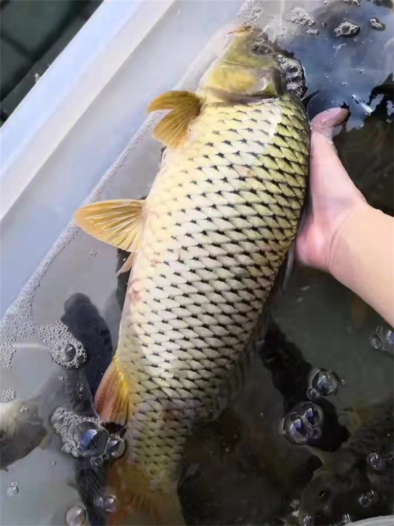 湖北鲤鱼的生长习性