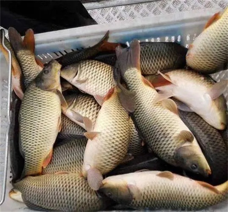 湖北鲈鱼的养殖条件和成本