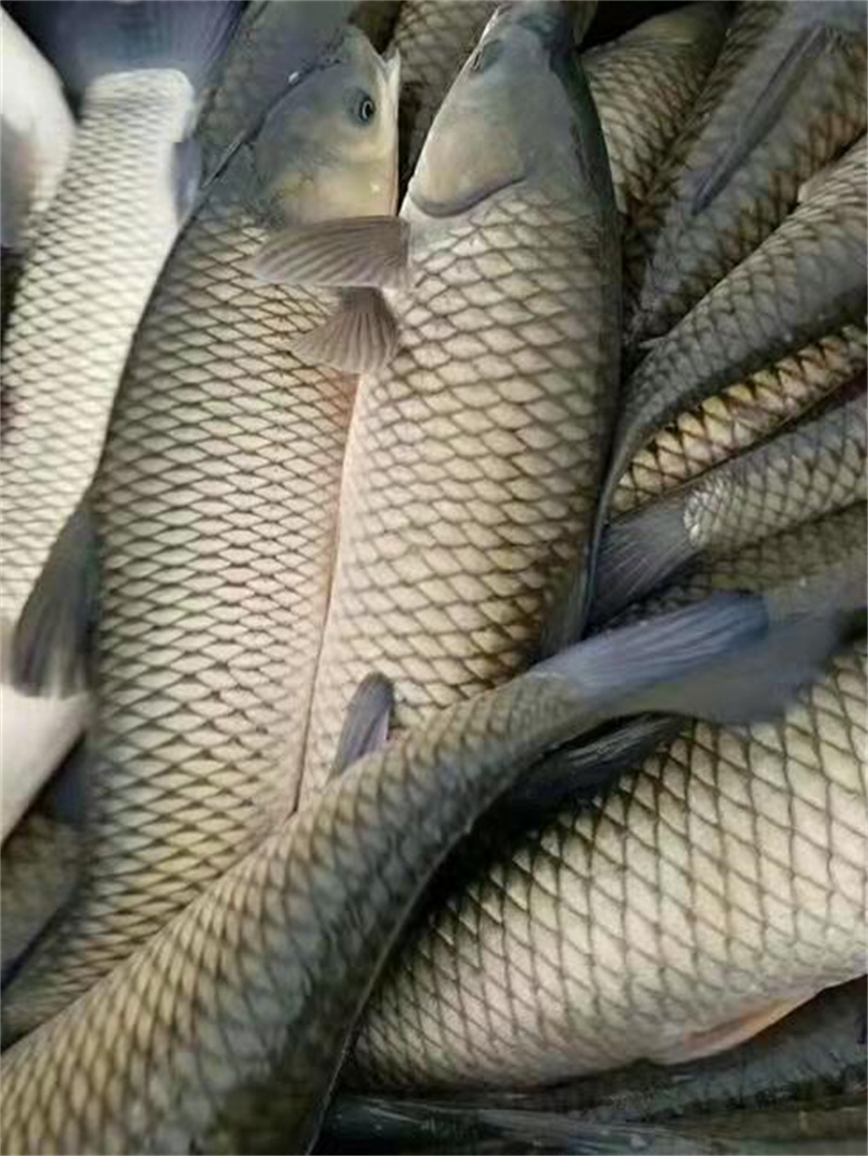 关于湖北鱼苗的放养方式