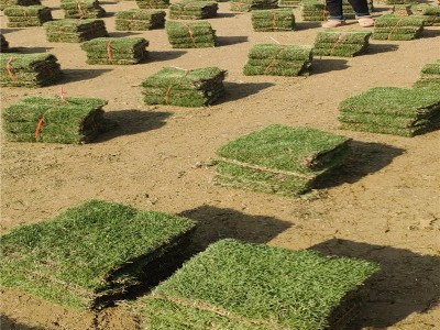 惠州草皮基地使用山地种植不受农田