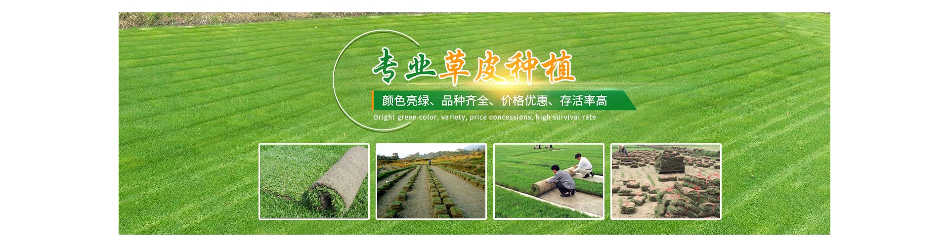 海口草皮基地批发