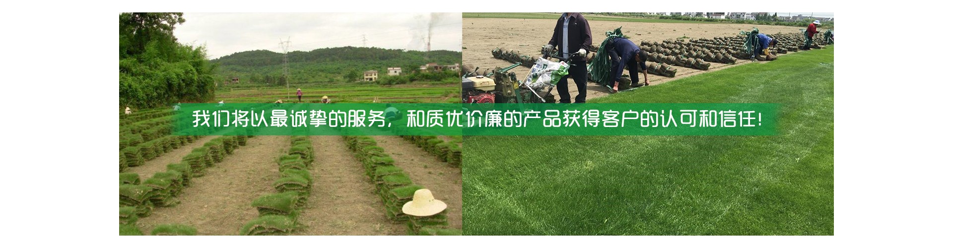 海口草皮基地批发