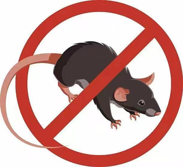 三亚杀老鼠用老鼠剂注意那些问题？