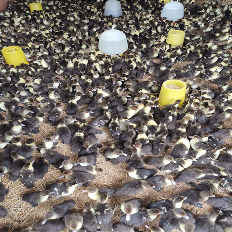 淮南草鸡：山林间自由奔跑的美味