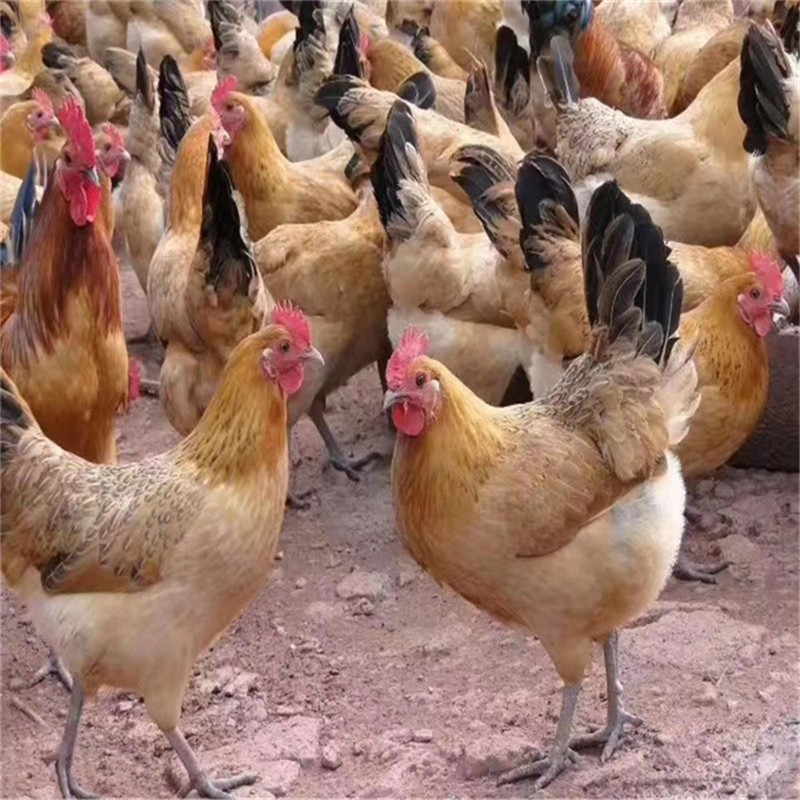 淮南土鸡苗：绿色养殖，品质保证