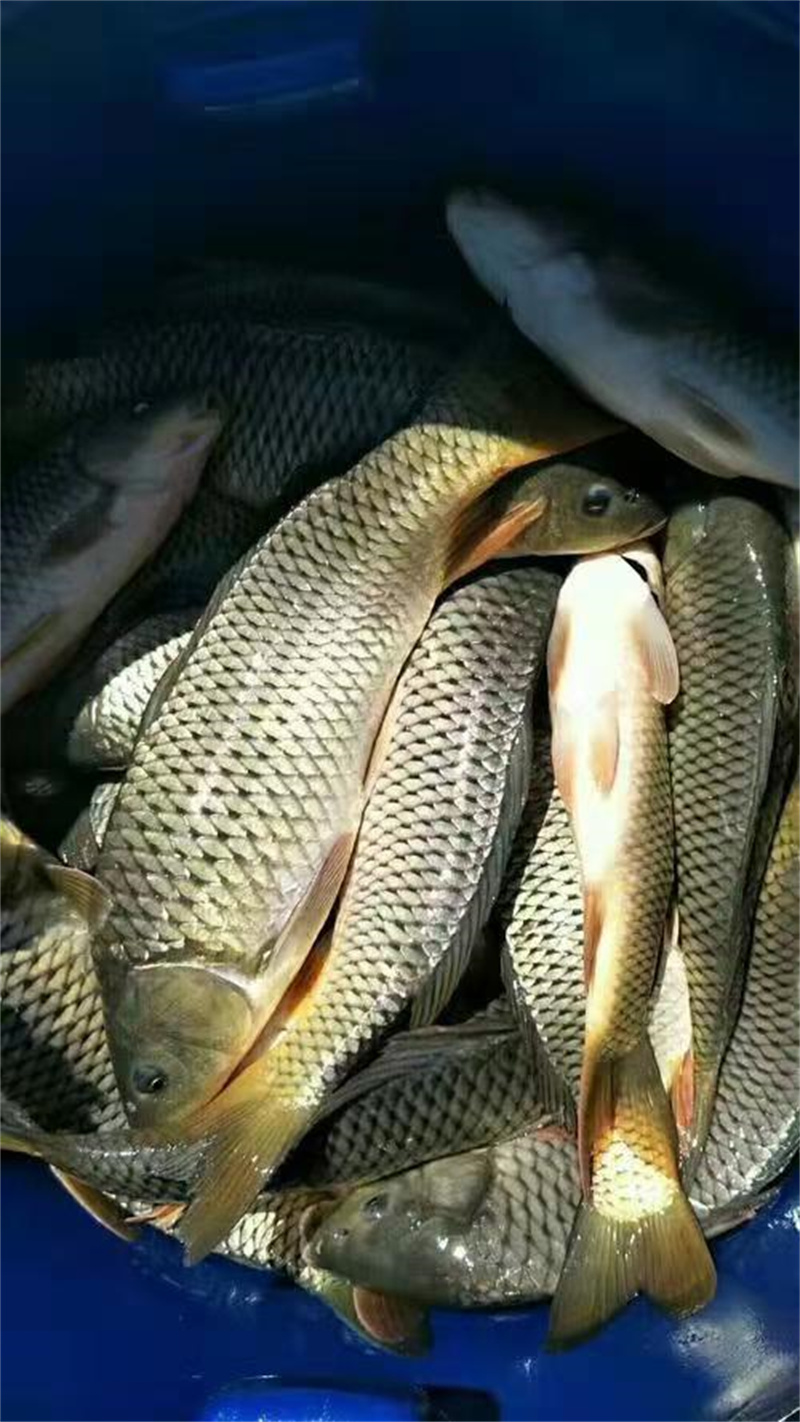 湖北鲫鱼苗佳选，助力养殖创佳绩