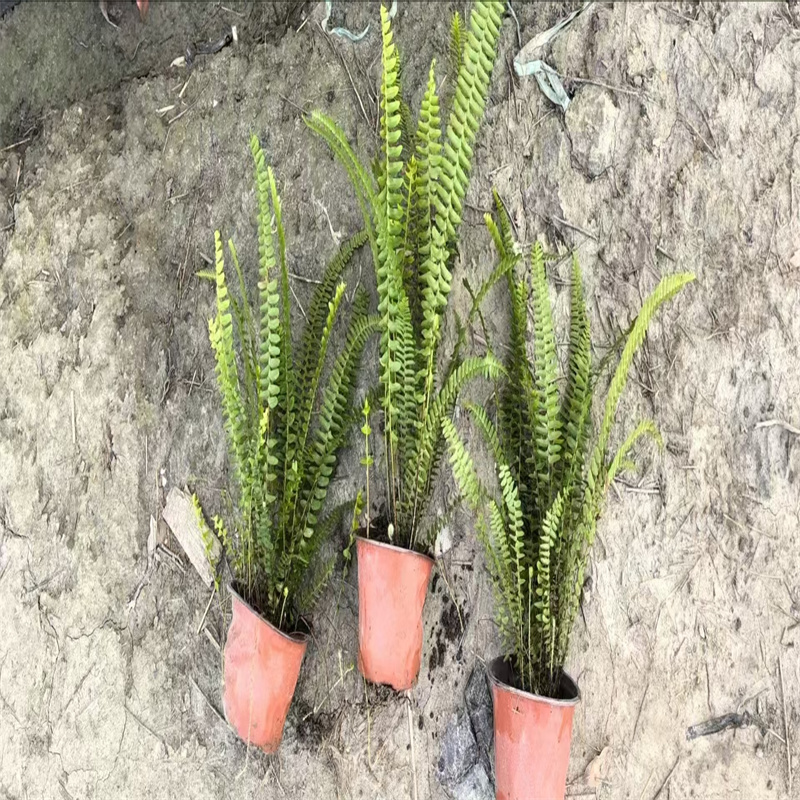 成都园林绿化苗木新趋势，自然生态新选择