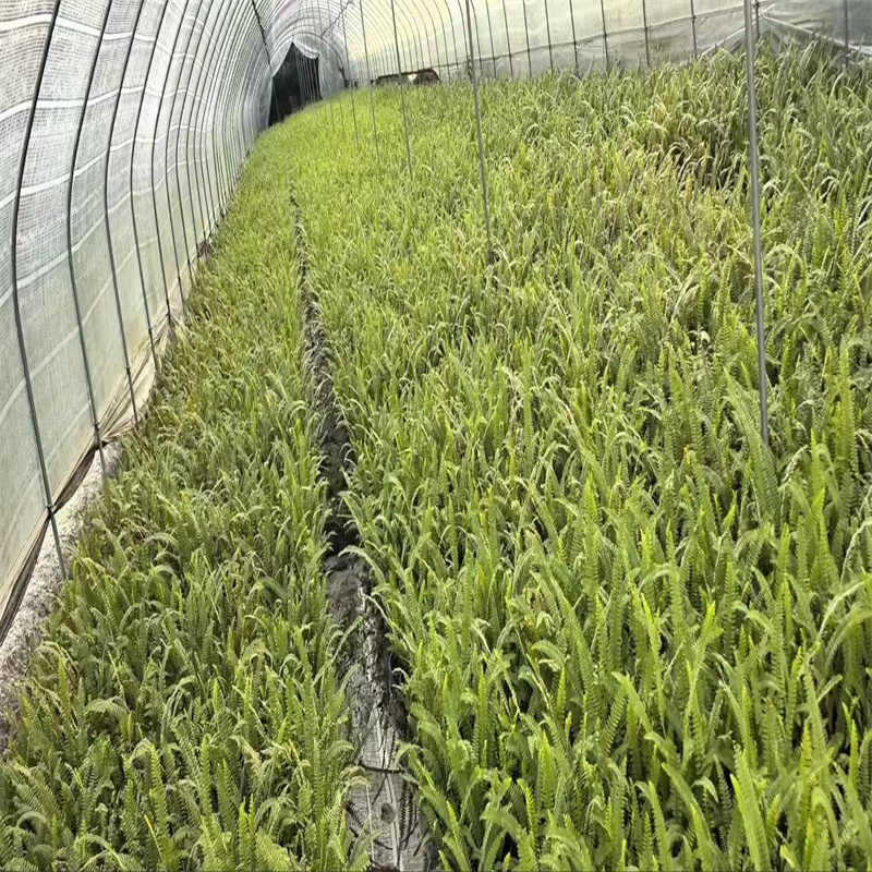 成都绿化树木种植指南，让城市更添生机