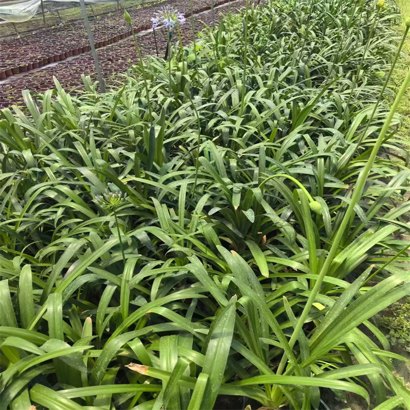 成都景观绿化设计理念，打造宜居生态空间