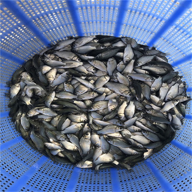 湖北优质鱼苗，开启水产养殖新篇章