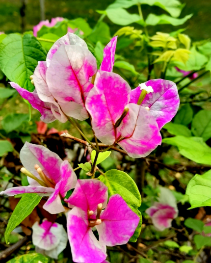 ScreenShot_2026-01-13_134606_980