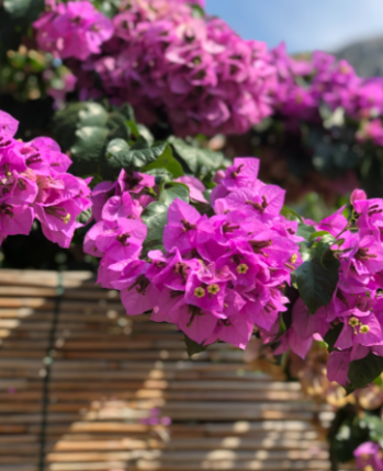 ScreenShot_2026-01-13_153420_829