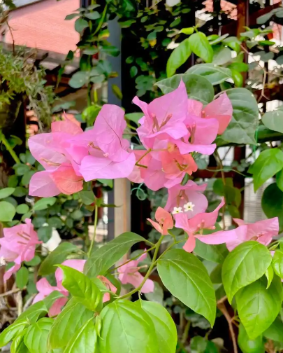 ScreenShot_2026-01-13_155351_655