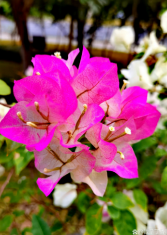 ScreenShot_2026-01-13_155556_225