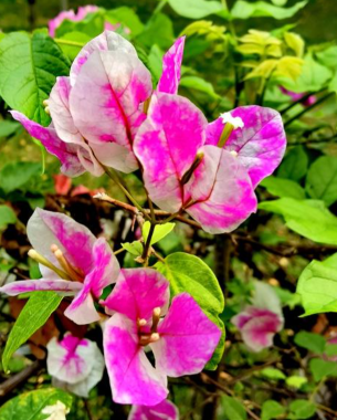 ScreenShot_2026-01-13_155728_633