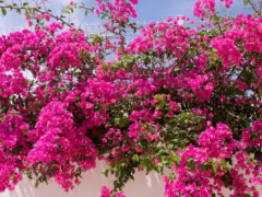 想打造花墙却选错苗，批发三角梅该怎么看爬藤能力？