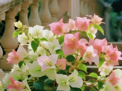 为何批发市场的三角梅价格悬殊，核心差异到底在哪里？