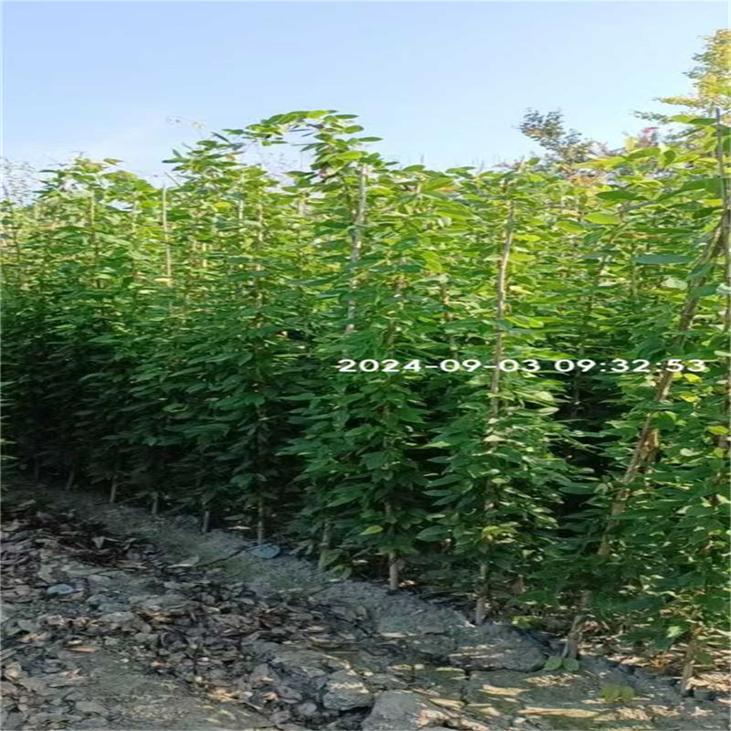 成都园林绿化苗木，点亮绿色生活之光