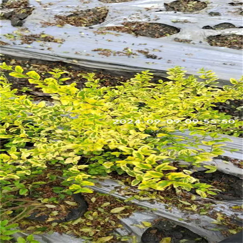 解锁成都景观绿化设计的自然密码