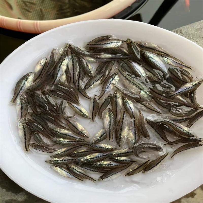 上海****鱼苗，开启水产养殖新篇章