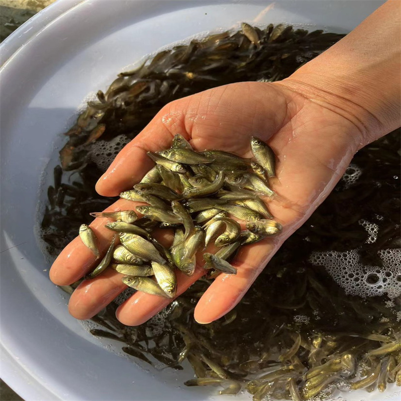 上海淡水鱼苗，品质上乘助丰收