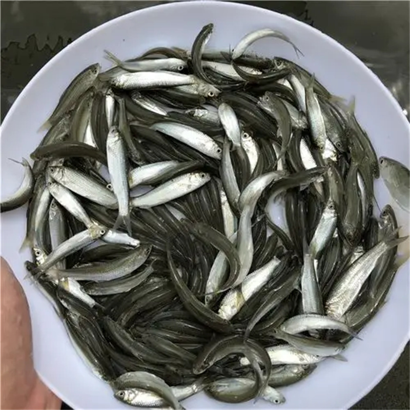 上海草鱼苗，活力满满好选择