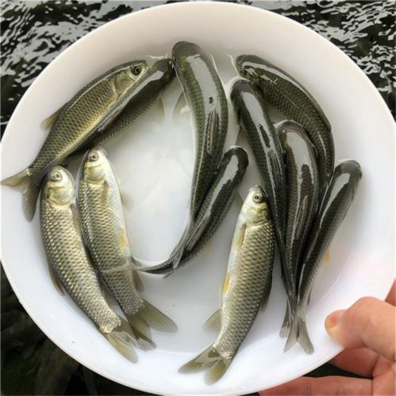 上海精品鱼苗，畅享绿色养殖路