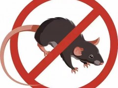 餐饮店铺：除四害与室内消杀，守护食品安全的一道防线