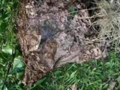 解析灭蟑后问题复发的常见原因与系统性防治薄弱环节! 解析灭蟑后问题复发的常见原因与系统性防治薄弱环节!