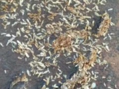 应对老旧小区蟑螂难题:系统封堵管道缝隙与协同治理策略! 应对老旧小区蟑螂难题:系统封堵管道缝隙与协同治理策略!