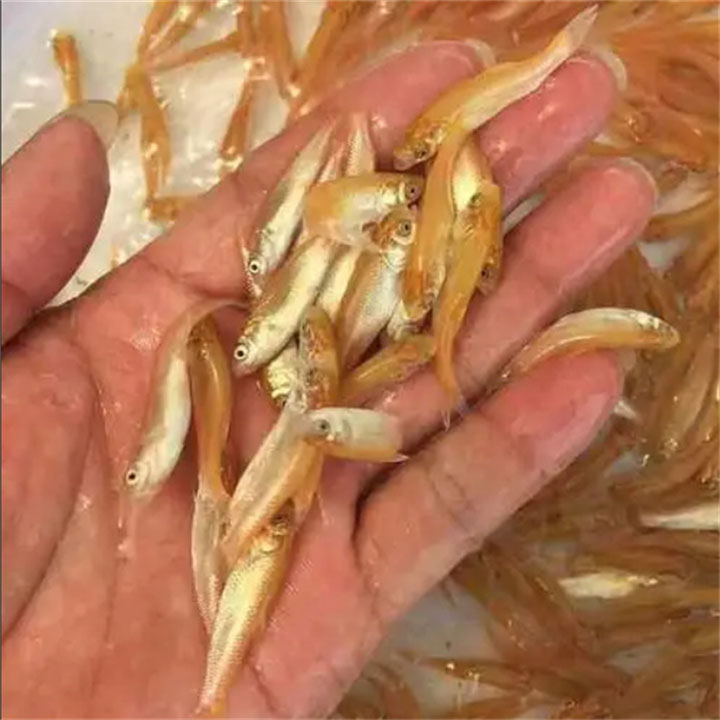金丝莞鱼苗
